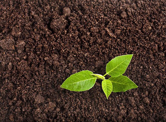 Triple mix soil